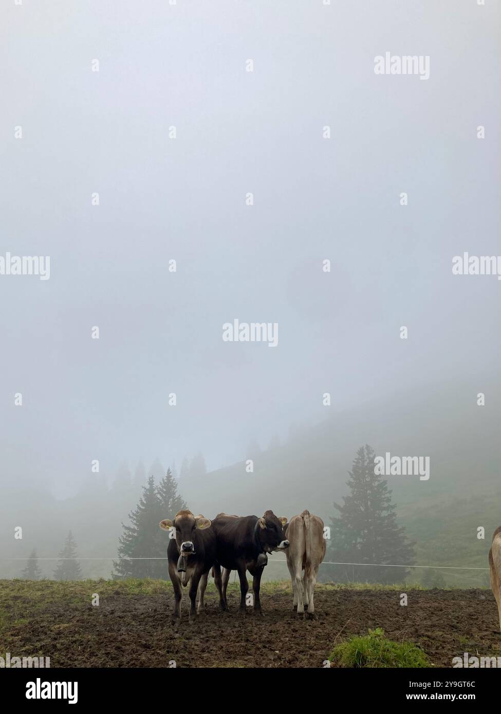 Drei Kühe stehen auf einer Wiese in den deutschen Alpen in einer Wolke/im Nebel - Smartphone-aufgenommenes Stockfoto
