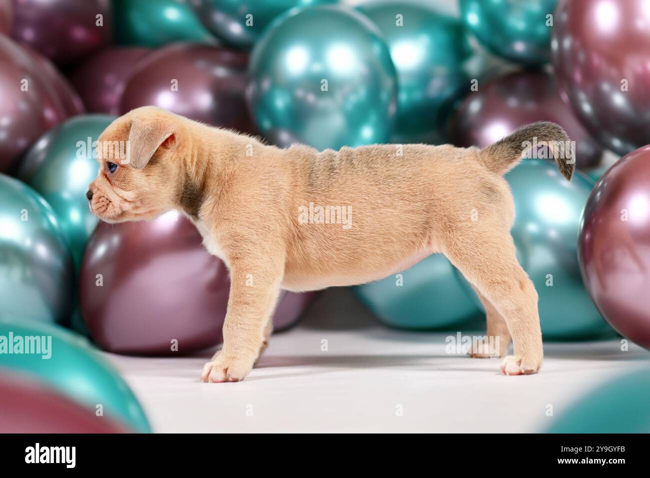 Netter 6 Wochen alter gesunder Creme farbiger französischer Bulldog Hund Welpe mit Schwanz, der vor bunten Ballons Hintergrund steht Stockfoto