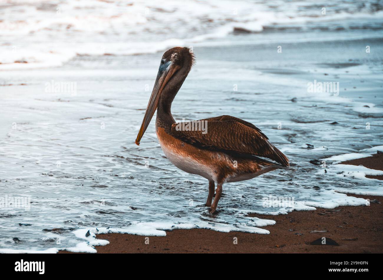 Costa Ricas magischer Meerblick, verloren im Tortuguera Nationalpark Stockfoto