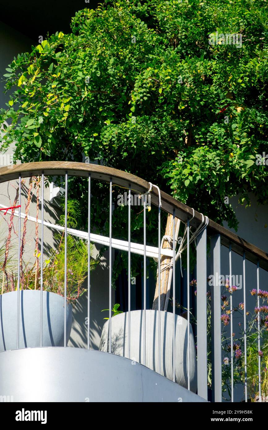 Baum gezüchtet in einem Container auf einem Balkon Berlin Deutschland Stockfoto