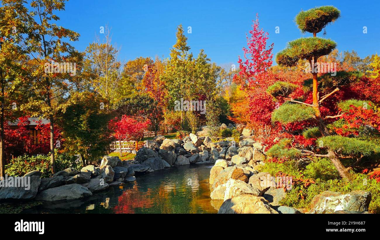 Farbenfroher Herbst in einem japanischen Garten. Wunderschöne Natur farbenfrohe Blätter im japanischen Zen-Garten in der Herbstsaison Stockfoto