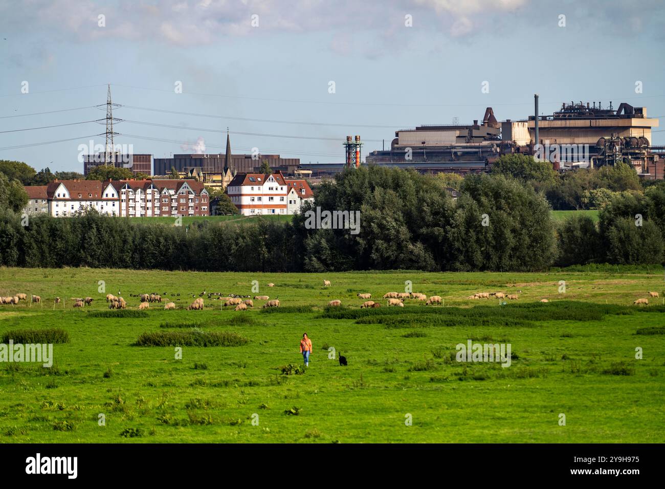 Rheinwiesen, Schafherde bei Duisburg-Homberg, im Hintergrund Häuser an der Deichstraße, in Laar, ArcelorMittal Stahlwerk, Duisburg, NRW, Keim Stockfoto