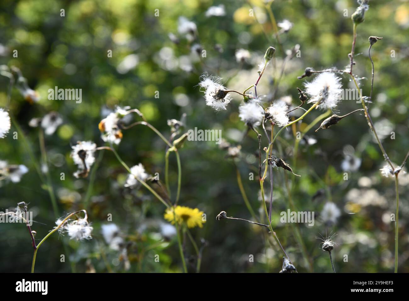 Spätsommer sah Schoten auf hohen, gelben Wildblumen Stockfoto