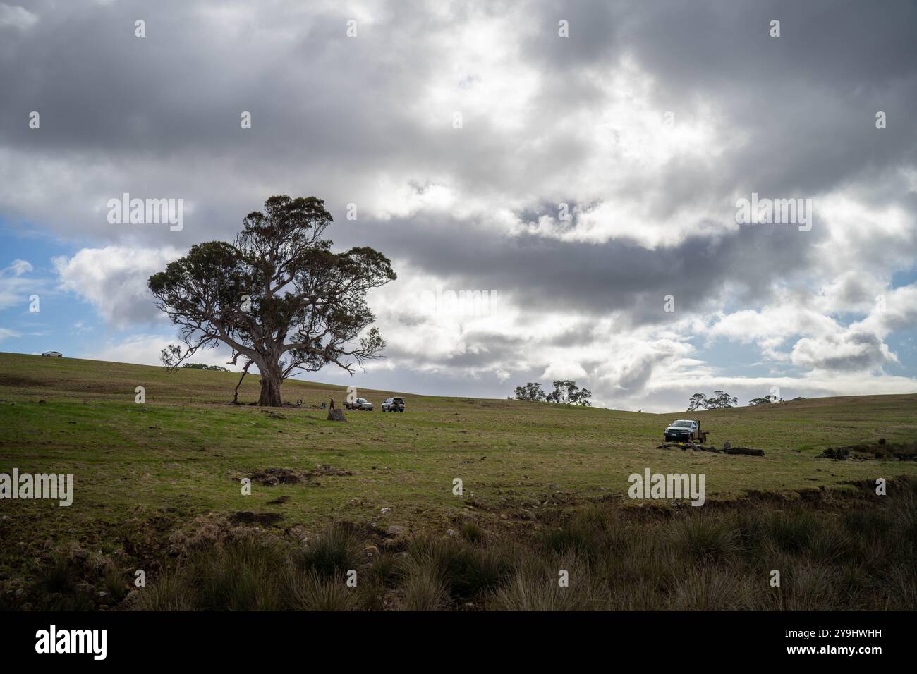 Schöne Rinder in Australien, die Gras fressen, auf der Weide weiden. Rinderherde aus Freilandhaltung, die in einem landwirtschaftlichen Betrieb regenerativ gezüchtet wird. Susta Stockfoto