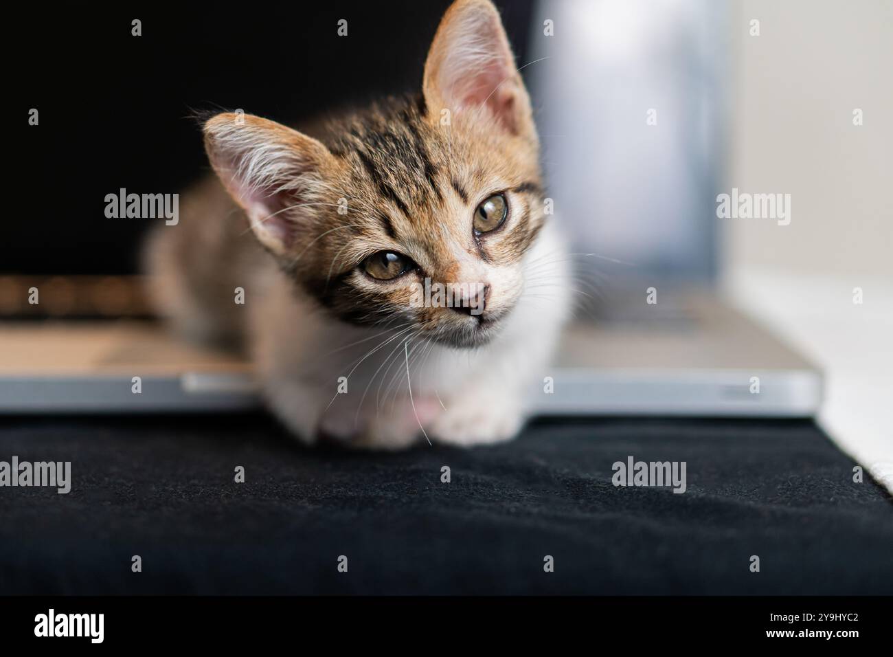 Ein süßes Kätzchen mit braunem und weißem Fell, das auf einer schwarzen Oberfläche neben einem Laptop liegt. Das Kätzchen hat große, ausdrucksstarke Augen und einen neugierigen Ausdruck Stockfoto