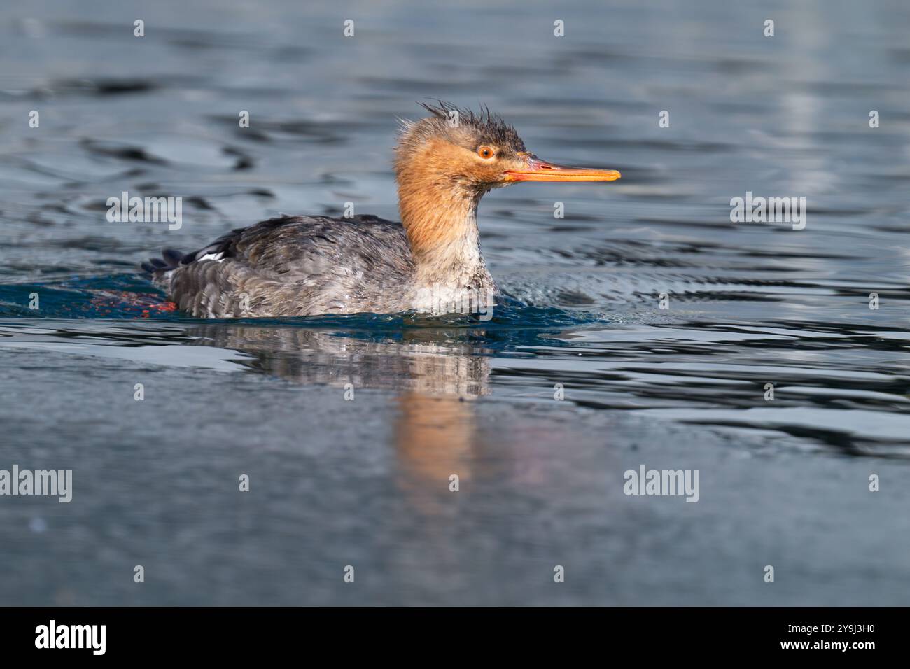 Ein Rotbrust-Merganser schwimmt auf einem teilweise gefrorenen See im Humber Bay Park in Toronto, Ontario, Kanada. Stockfoto