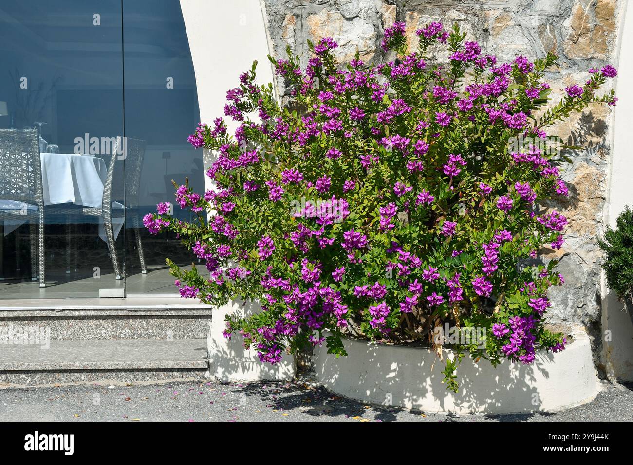 Eine blühende Indigo (Indigofera tinctoria), eine Pflanzenart, die eine der ursprünglichen Quellen von Indigofarbstoff war, mit rosa Fuchsienblüten, Italien Stockfoto