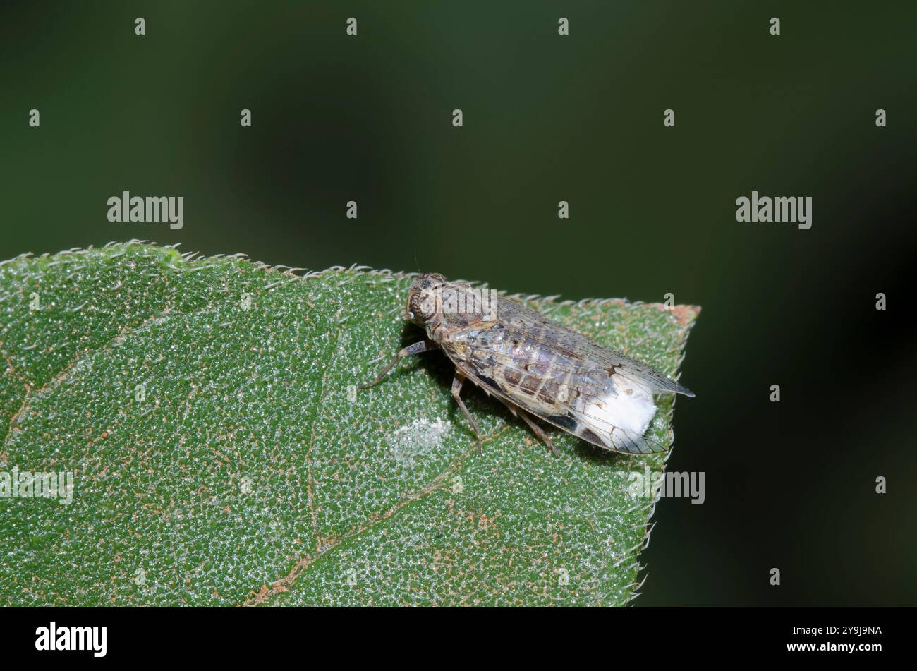 Cixiid Planthopper, Melanoliarus aridus Stockfoto