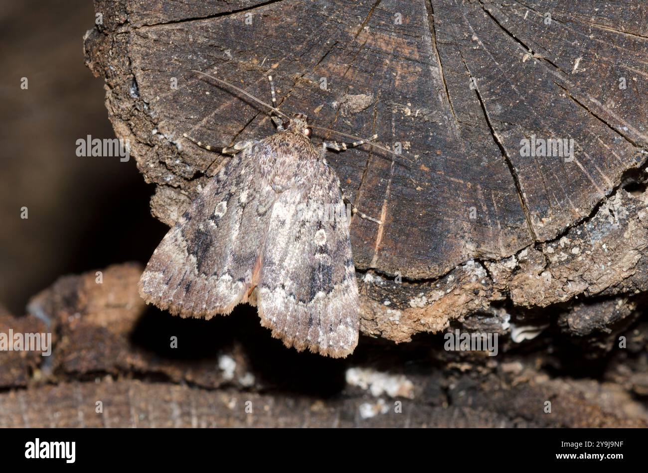 Copper Underwing, Amphipyra pyramidoides Stockfoto