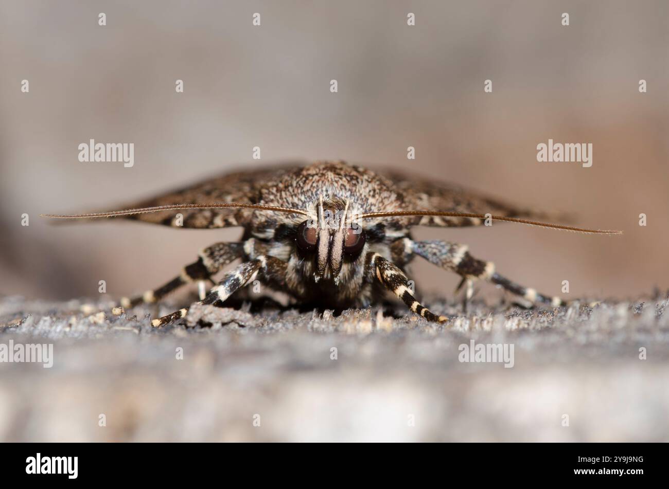 Copper Underwing, Amphipyra pyramidoides Stockfoto