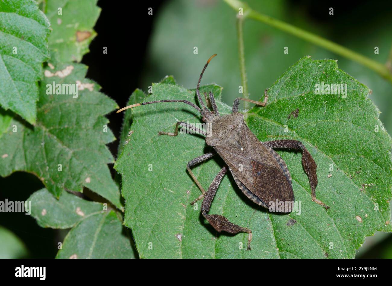 Leaf-footed Bug (?), Terminalis Stockfoto