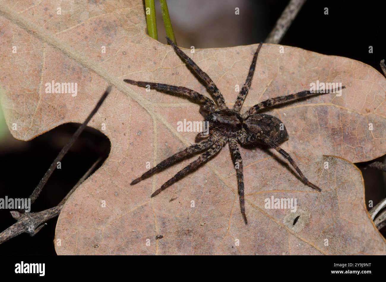 Wolf Spider, Familie Lycosidae Stockfoto