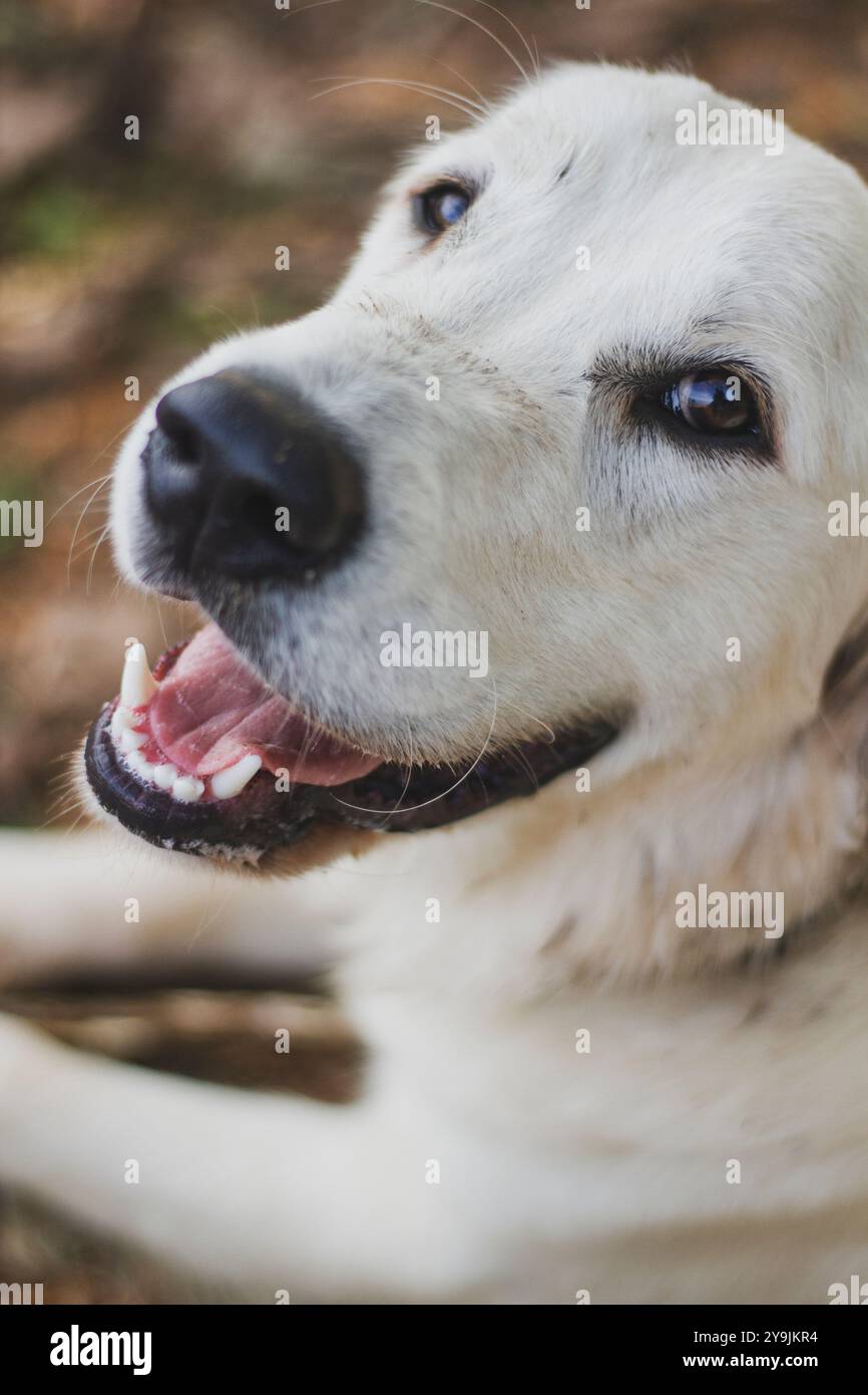 Weitwinkelfoto eines schmutzigen weißen Labradors, der mit großen liebevollen Augen in die Kamera blickt. Stockfoto