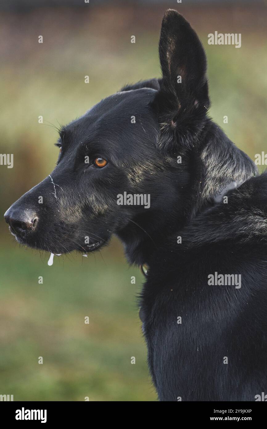 Porträt eines schwarzen kurzhaarigen Hundes, der aus seinem Mund fällt. Stockfoto