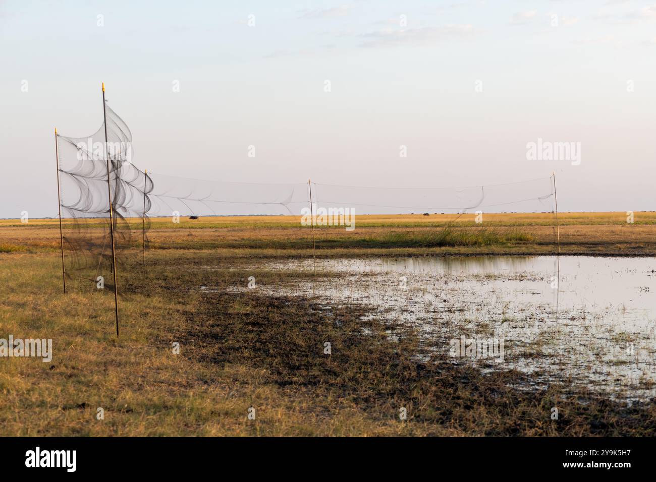 Ein installiertes Vogelnebelnetz, das bereit ist, Vögel in einem Nationalpark zu fangen Stockfoto
