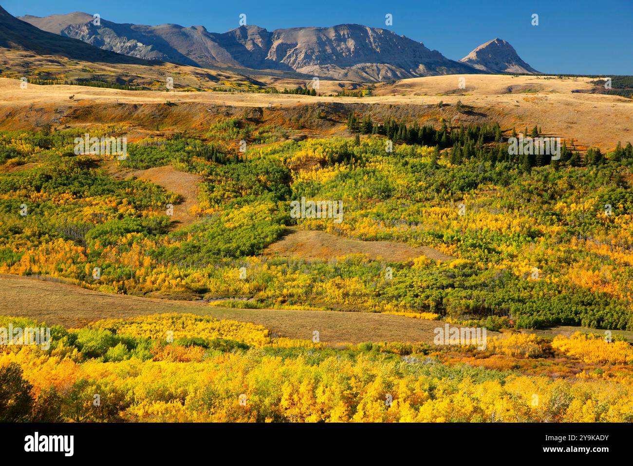 Rocky Mountain im Herbst, Blackfeet Indian Reservation, Montana Stockfoto