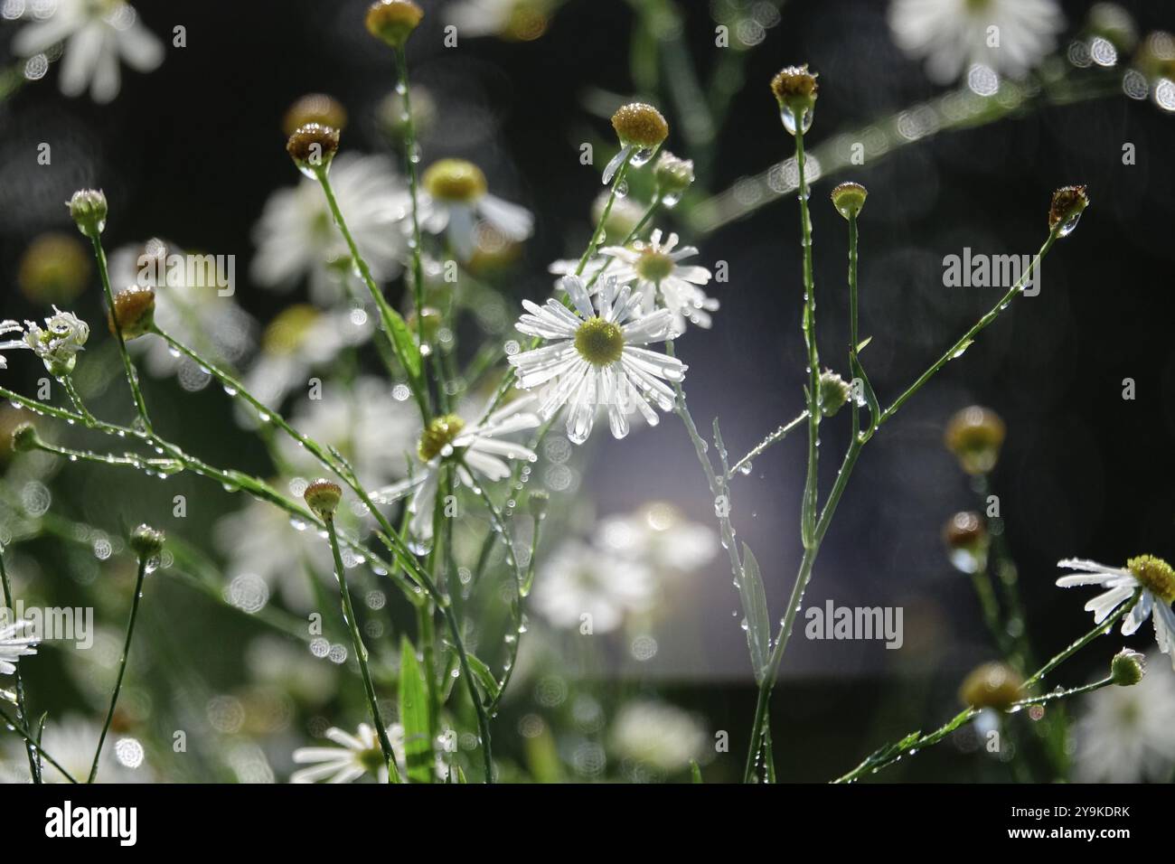 Bewässerung des Gartens, Anfang September, Deutschland, Europa Stockfoto