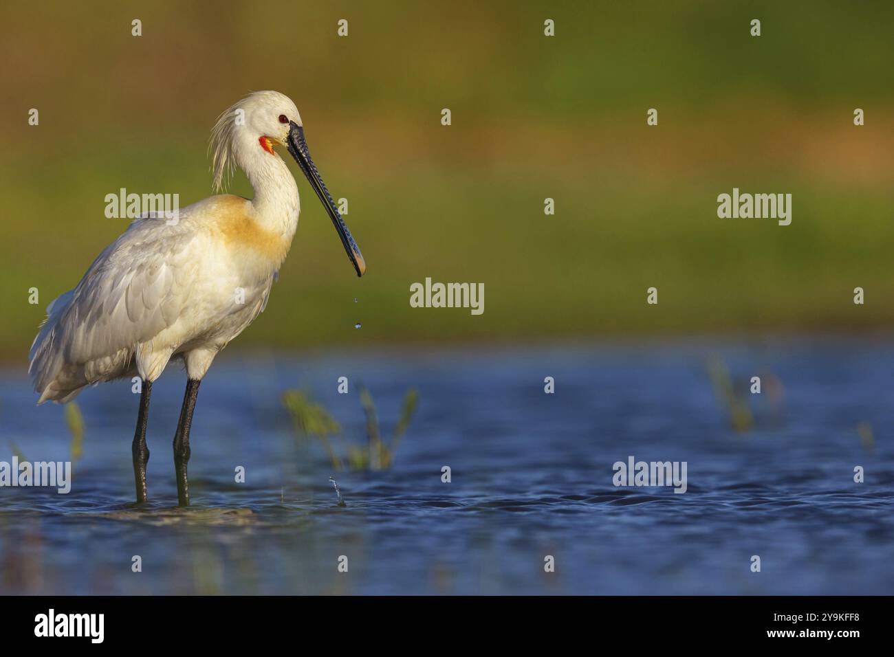 Löffelschnabel, (Platalea leucorodia), Futtersuche, Familie der Ibisse und Löffelschnabel, Futtersuche, Biotope, USA, Nordamerika, Florida, Everglades, Versteckt De Cale Stockfoto