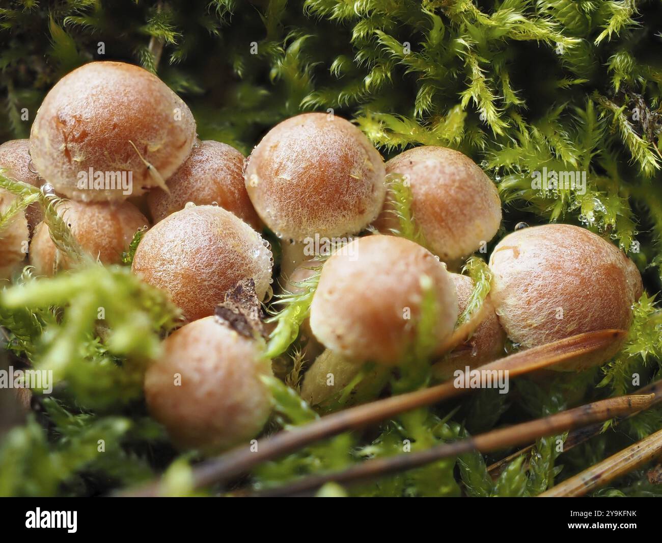 Schwefelpilzköpfe (Hypholom, Nordrhein-Westfalen, Deutschland, Europa Stockfoto