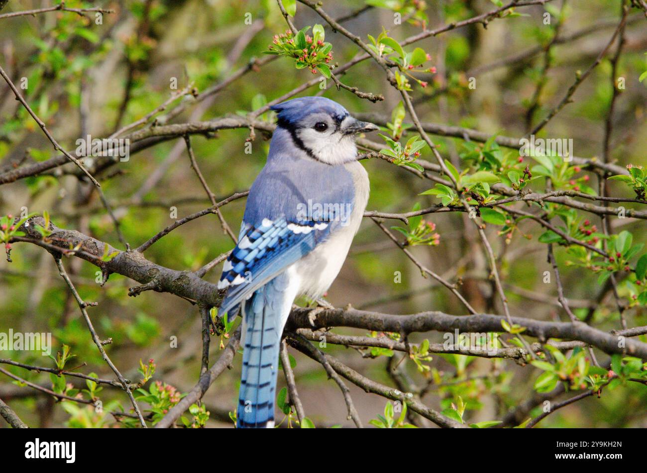 Blue Jay im Baum Stockfoto