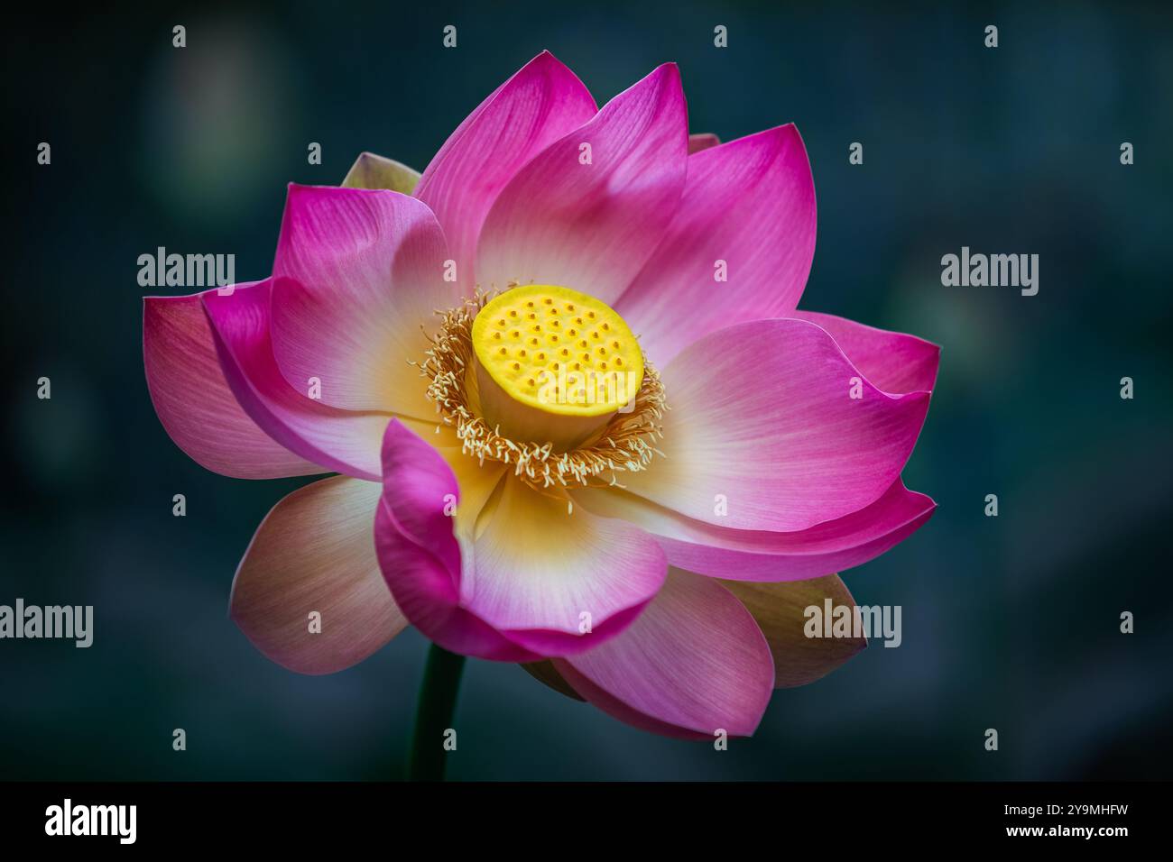 Vacratot, Ungarn - schöner rosa heiliger Lotus, indischer Lotus (Nelumbo Nucifera) oder einfach Wasserlilie ist eine von zwei noch existierenden Arten von Wasserpflanzen in Stockfoto