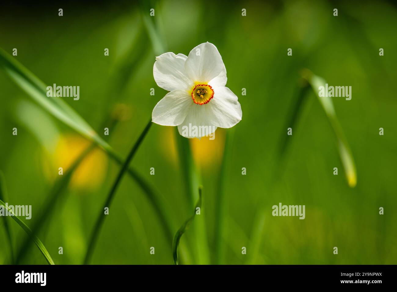 Weiße blühende Dichter Narzisse blüht in einem Garten Stockfoto
