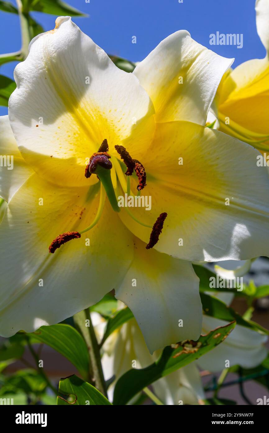 Gelbe Liliumblüten mit Burgeons und grünen Blättern. Stockfoto