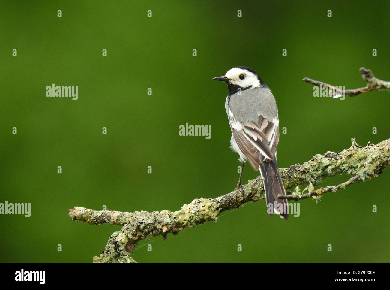 Weißer Bachtail auf nassem Ast Stockfoto