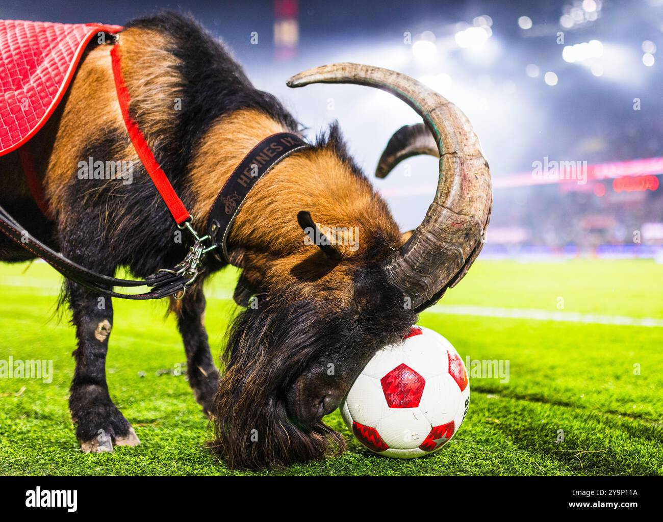 Köln, Deutschland. Oktober 2024. Geißbock Hennes der IX. Abschiedsspiel für Lukas Podolski unter dem Motto UNSERE 10 KEHRT HEIM 1. FC Köln gegen Gorn Stockfoto