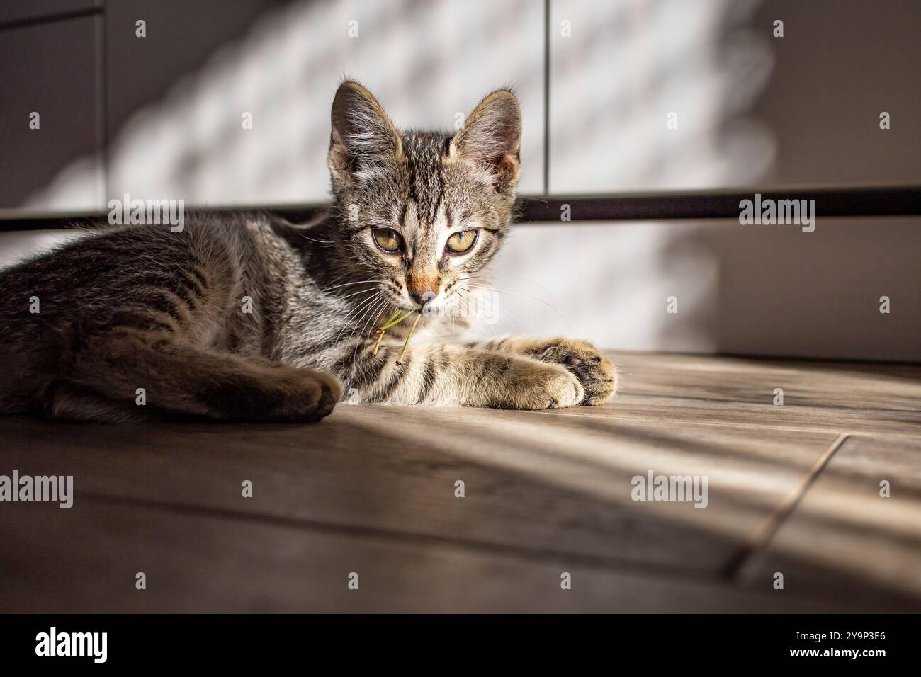 Niedliche Hauskatze, die mit Kirschfrüchten spielt, mit harten Schatten auf den Möbeln, weichem Fokus Stockfoto