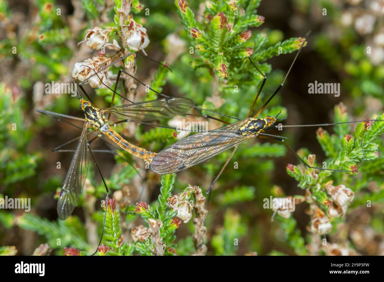 Paar sehr seltener Sussex Tigerkrane Fliegen / Kranefly (Nephrotoma sullingtoniensis). Tipularidae. Sussex, Großbritannien Stockfoto