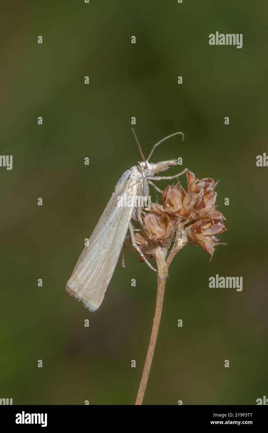 Satin Gras-Furnier Mikromotte (Crambus perlella), Crambidae. Sussex, Großbritannien Stockfoto