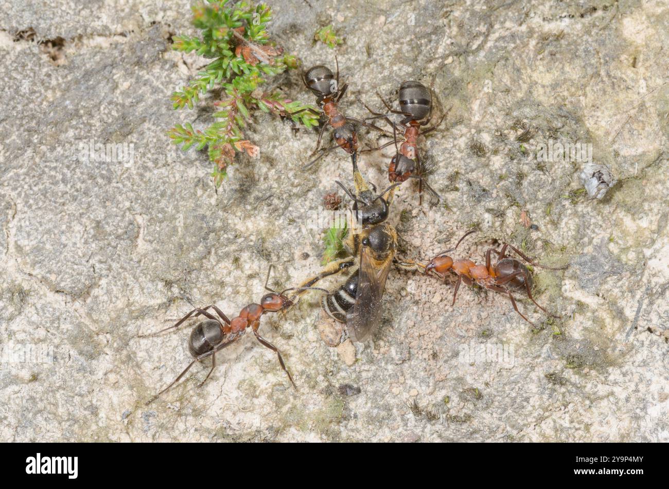 Südliche Waldameisen (Formica rufa), die einsame Bienenbeute, Formicidae, schleppen. Sussex, Großbritannien Stockfoto