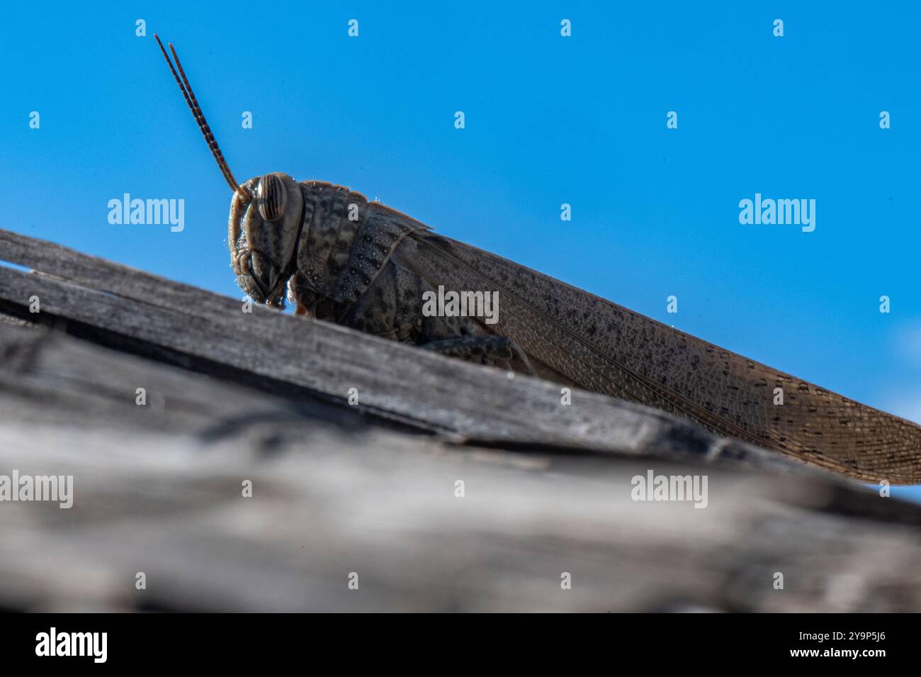 Nahaufnahme der Cicada der Superfamilie Cicadoidea-Ordnung der Homoptera, die auf einem Zweig auf Zante oder Zakynthos in Griechenland ruht Stockfoto