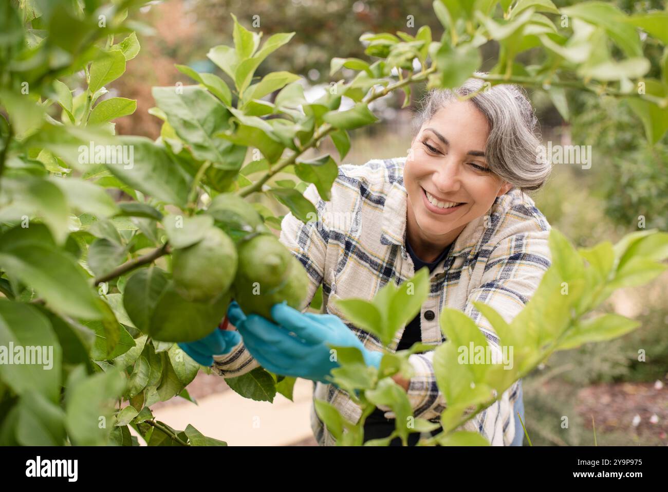 Nahaufnahme einer Frau, die lächelt, während sie Limetten pflückt Stockfoto