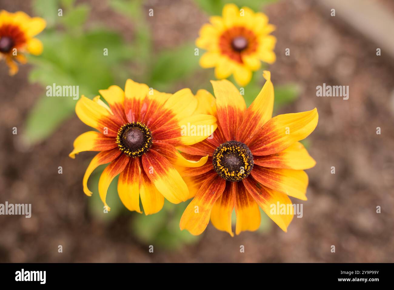 Nahaufnahme von zwei gelben und orangefarbenen Gänseblümchen Stockfoto