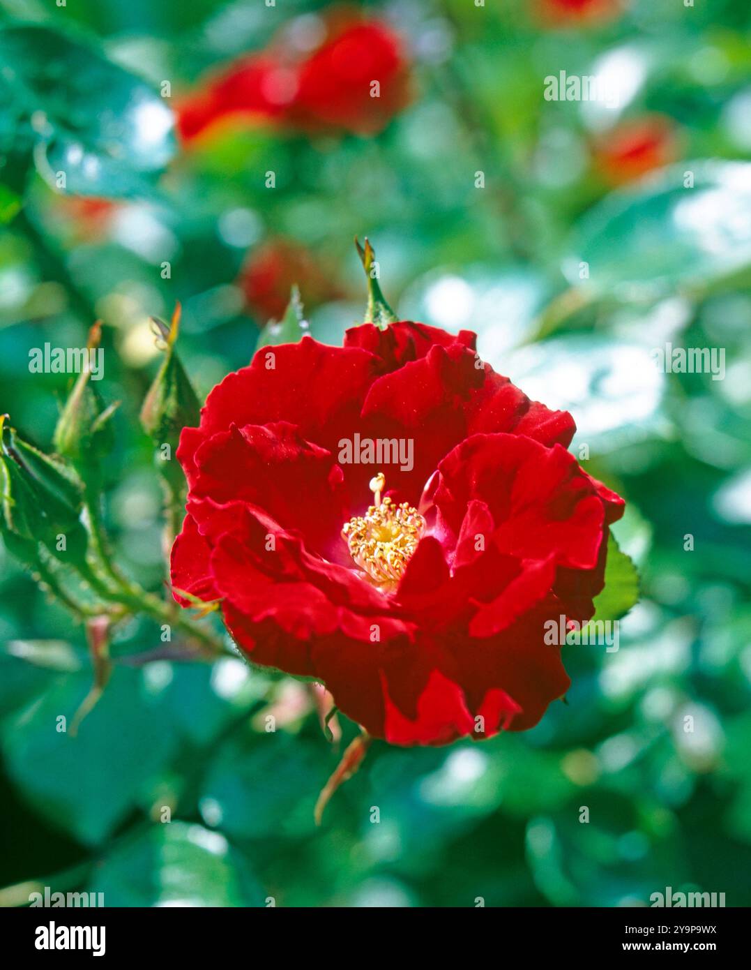 Die Kletterrose Parkdirektor Riggers, gezuechtet von W. Kordes S 1957, enfaltet ab Juni blutrote halbgefuellte Blueten vor dunkelgruenem Laub Rose Parkdir. Rigger *** die Kletterrose Parkdirektor Riggers, gezüchtet von W Kordes S 1957, entwickelt blutrote Halbdoppelblüten gegen dunkelgrünes Laub von June Rose Parkdir Riggers Stockfoto