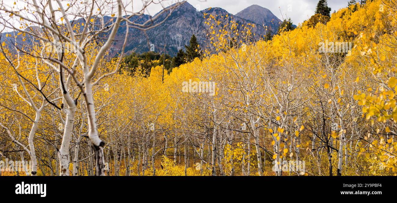 Gelbe Fall Aspen Blätter und Bäume in den Bergen Stockfoto