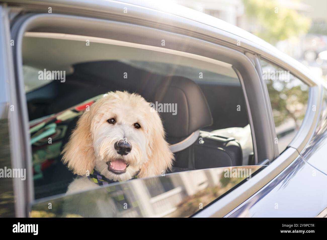 Hund im Auto, der aus dem Fenster schaut Stockfoto