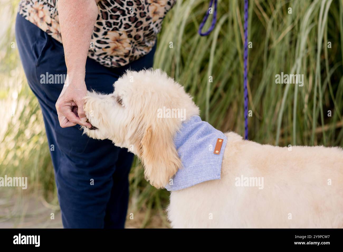 Der Hund bekommt vom Besitzer ein Leckerli Stockfoto