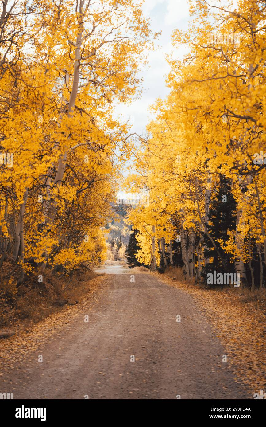 Herbstfarbene Aspens auf Einer Landstraße Stockfoto