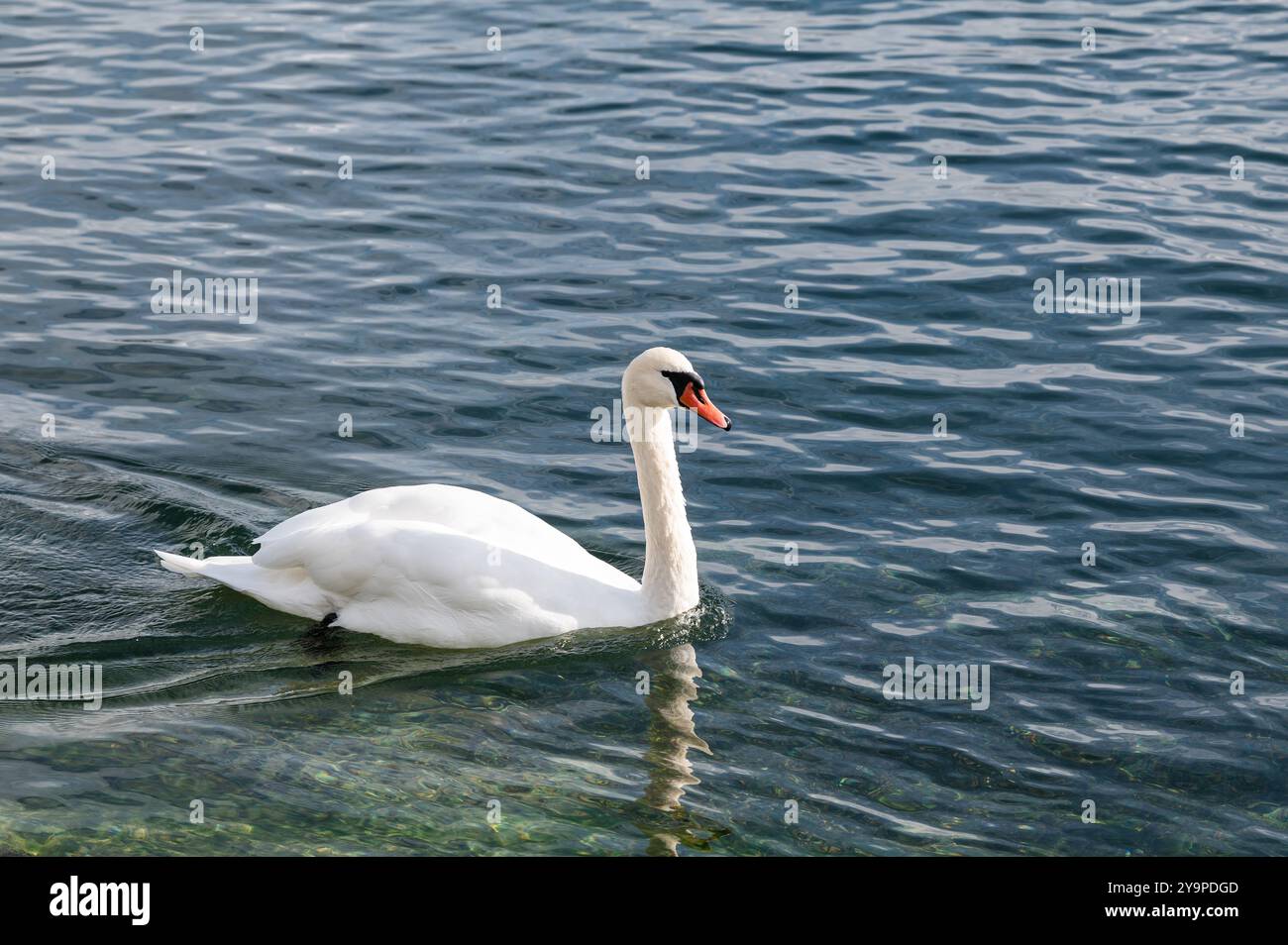 Konstanz, Deutschland. Oktober 2024. Ein Schwan schwimmt am Ufer von Konstanz. Nach der Durchquerung des ehemaligen Hurrikans Kirk erwartet Baden-Württemberg am Wochenende kühles und wechselhaftes Wetter. Quelle: Silas Stein/dpa/Alamy Live News Stockfoto