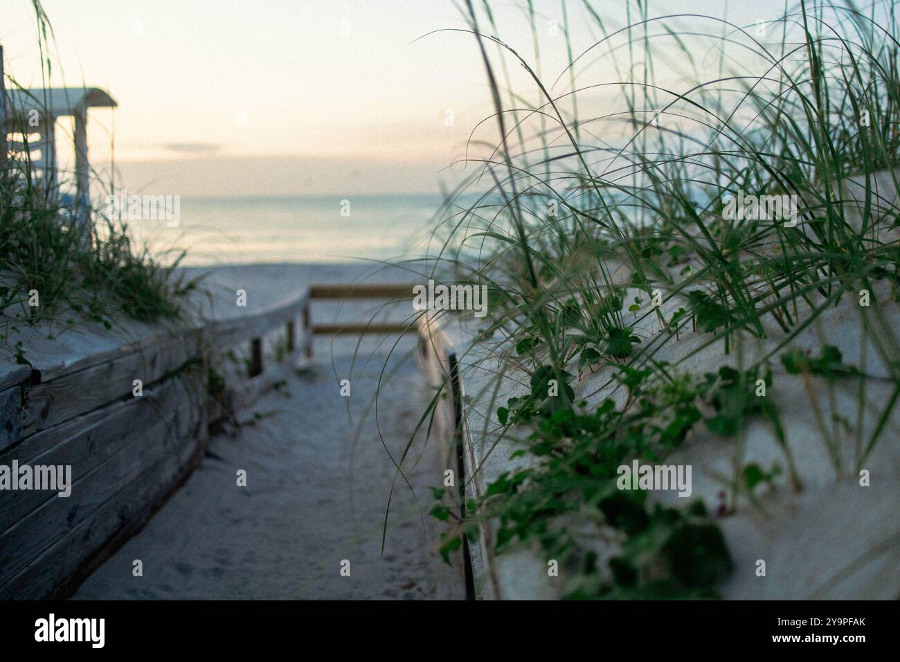 Grasbewachsene Dünen auf dem Weg zum Strand bei Sonnenuntergang Stockfoto
