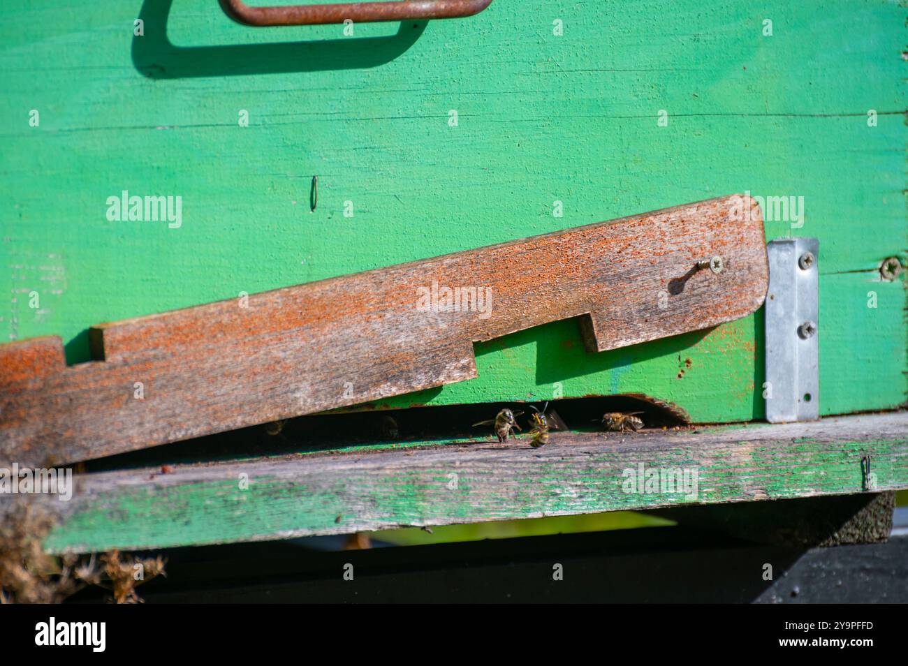 Ein Nahfoto eines Bienenstockeingangs mit Bienen, die kommen und gehen. Der Bienenstock besteht aus verwittertem lackiertem Holz. Stockfoto