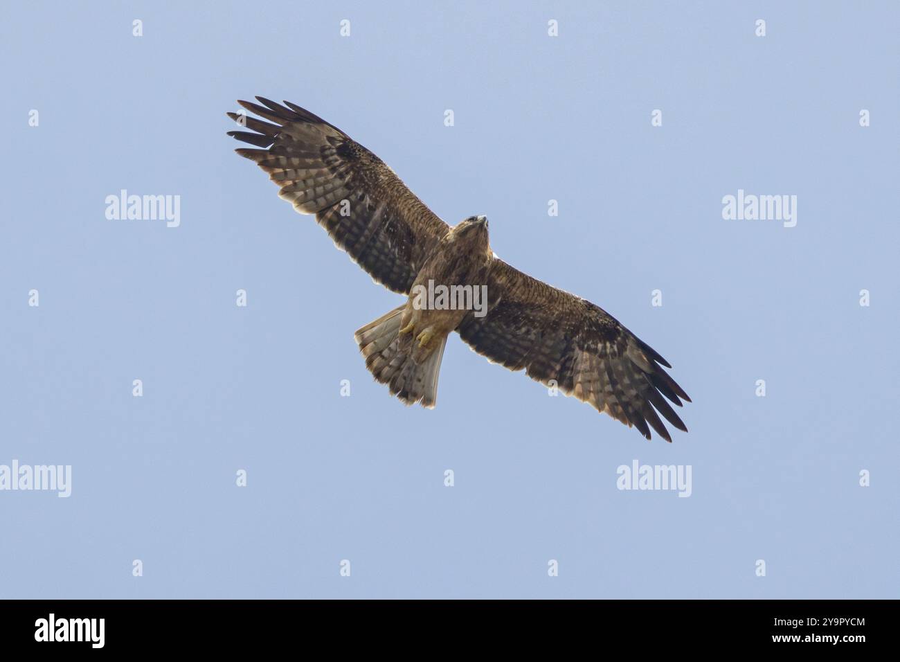 Gebooteter Adler (Hieraaetus pennatus) im Flug, Andalusien, Spanien Stockfoto