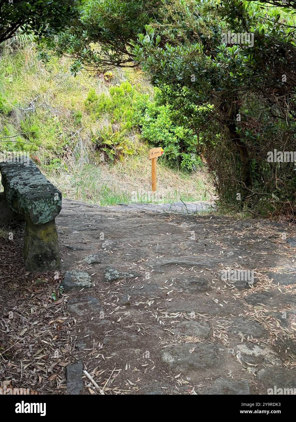 Schattiger Waldweg mit Steinbank und rustikalem Wegweiser entlang eines Wanderweges auf der Insel São Miguel auf den Azoren. Stockfoto