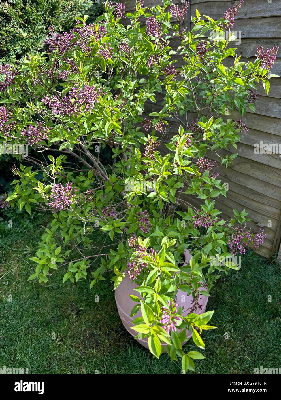 Fliederbusch (Syringa vulgaris) wächst in einem großen Topf Chard Somerset England vereinigtes königreich - Smartphone-aufgenommenes Stockfoto