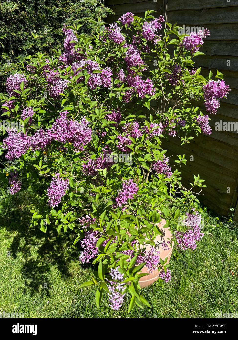 Fliederbusch (Syringa vulgaris) wächst in einem großen Topf Chard Somerset England vereinigtes königreich - Smartphone-aufgenommenes Stockfoto