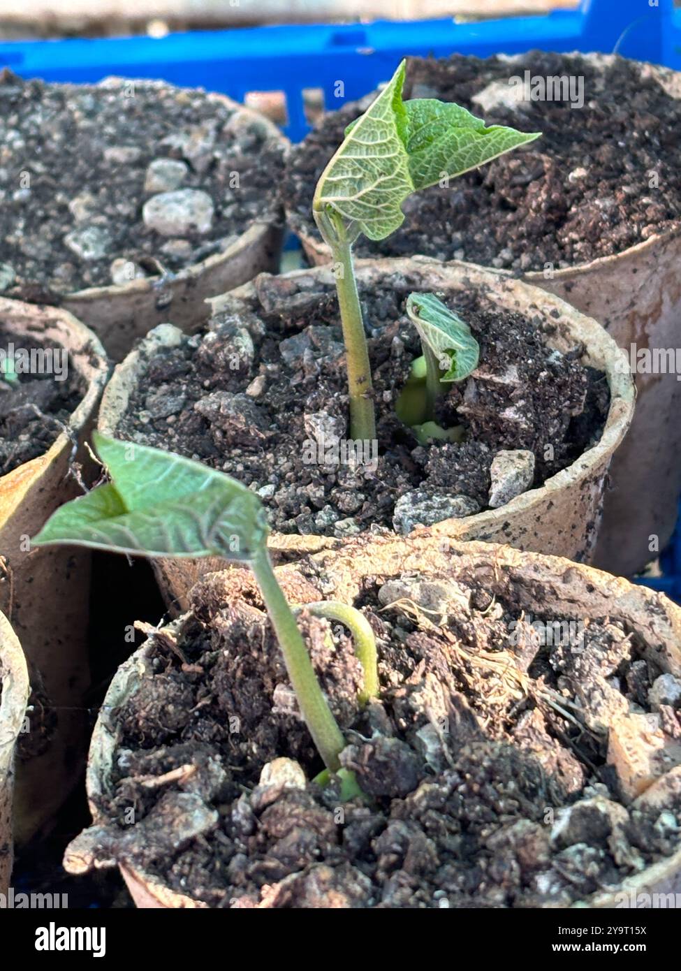 Laufbohnen (phaseolus coccineus), die im Gewächshaus von Seeds Chard Somerset England angebaut werden Stockfoto