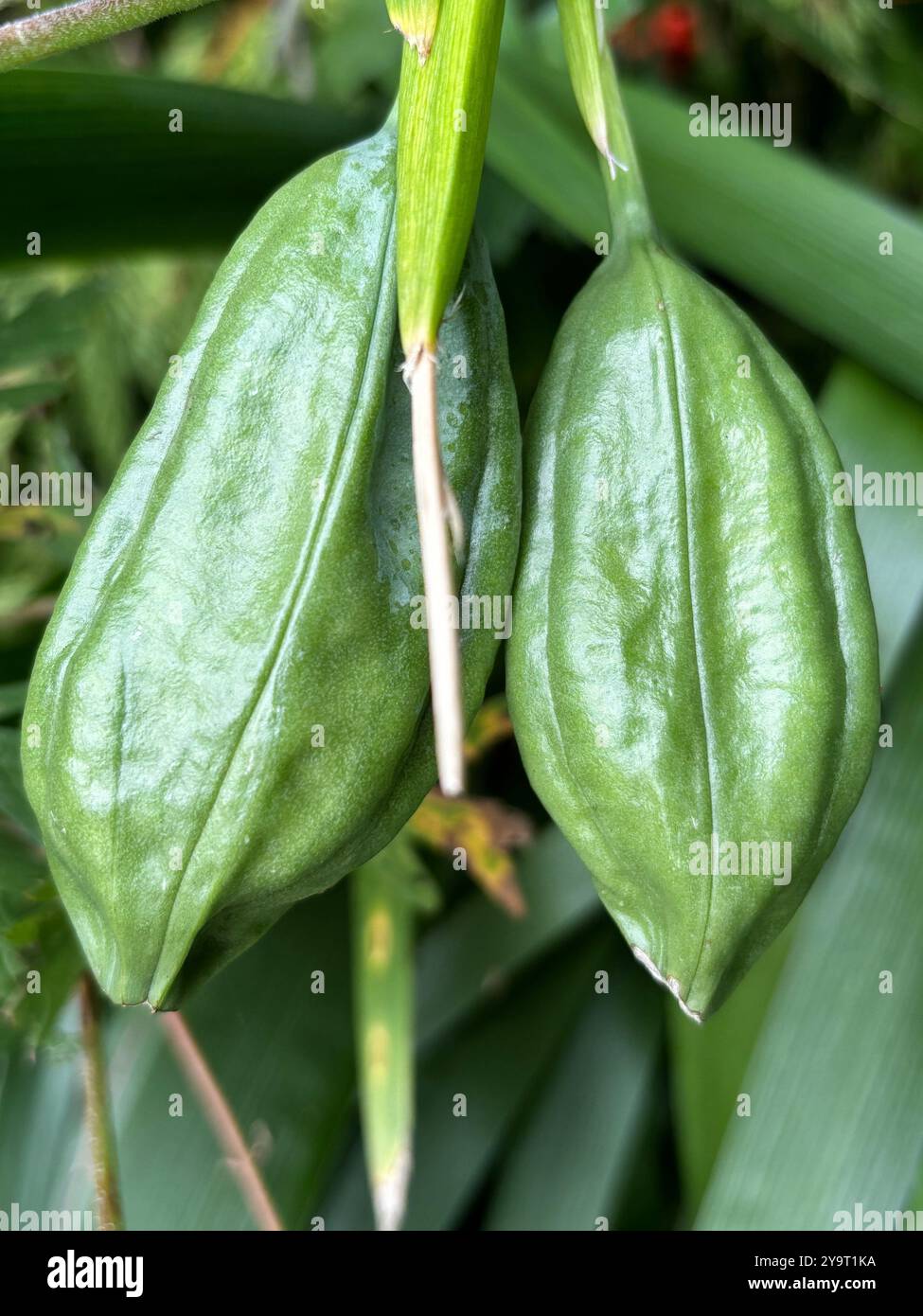 ris Seed Pods (Iris germanica) zeigt die grünen Schoten in der Nähe von Somerset England uk Stockfoto